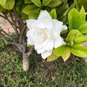 Meet your Posher, Gina